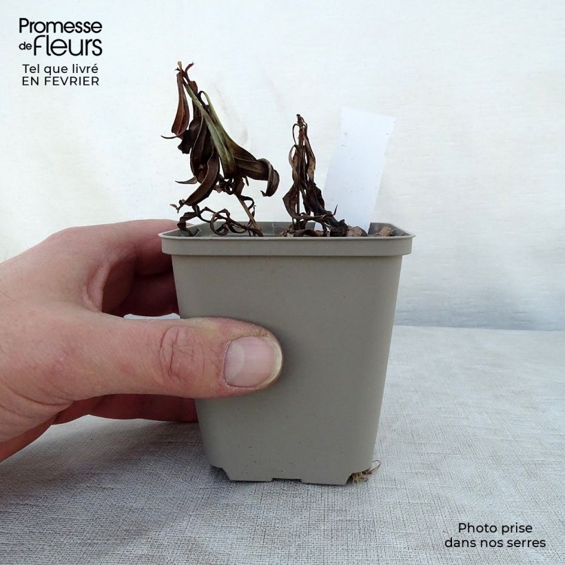 Phlox x paniculata 'Fashionably Early Crystal' 8/9 cm pot sample as delivered in winter