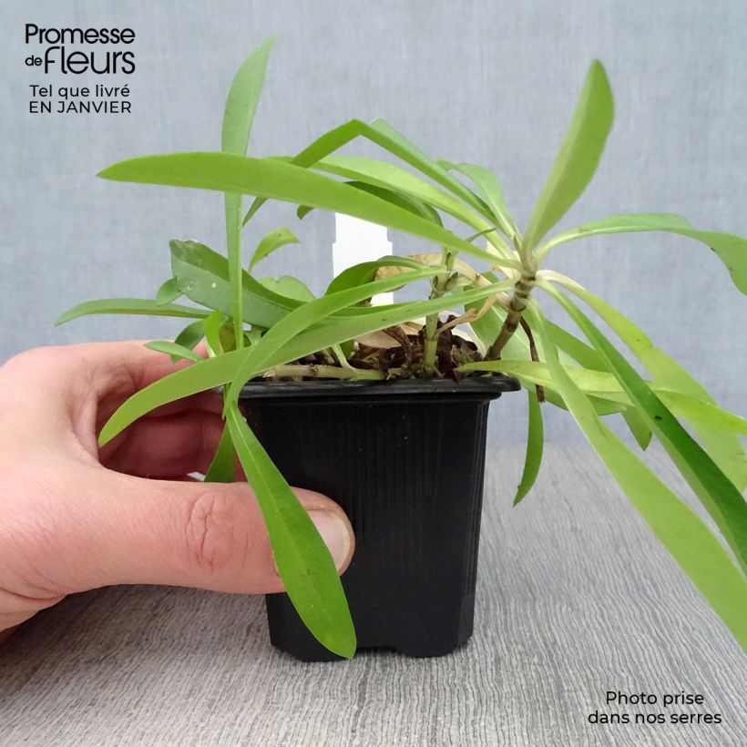 Phlox carolina Bill Baker 8/9 cm pot sample as delivered in winter