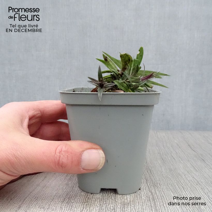 Phlox divaricata subsp. laphamii Chattahoochee 8/9 cm pot sample as delivered in winter