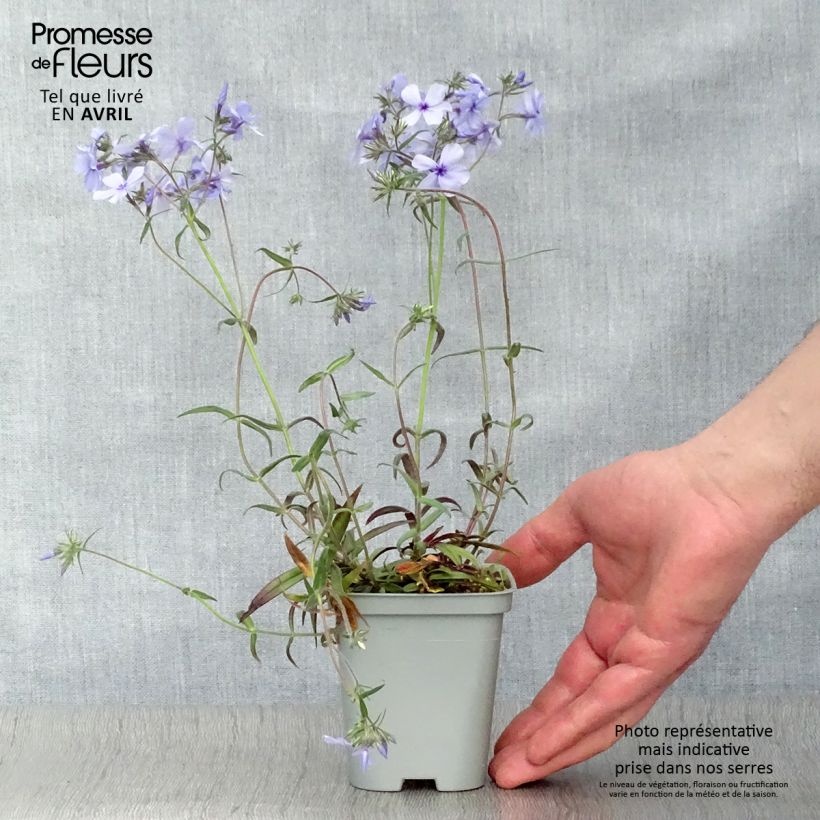 Phlox divaricata subsp. laphamii Chattahoochee 8/9 cm pot sample as delivered in spring