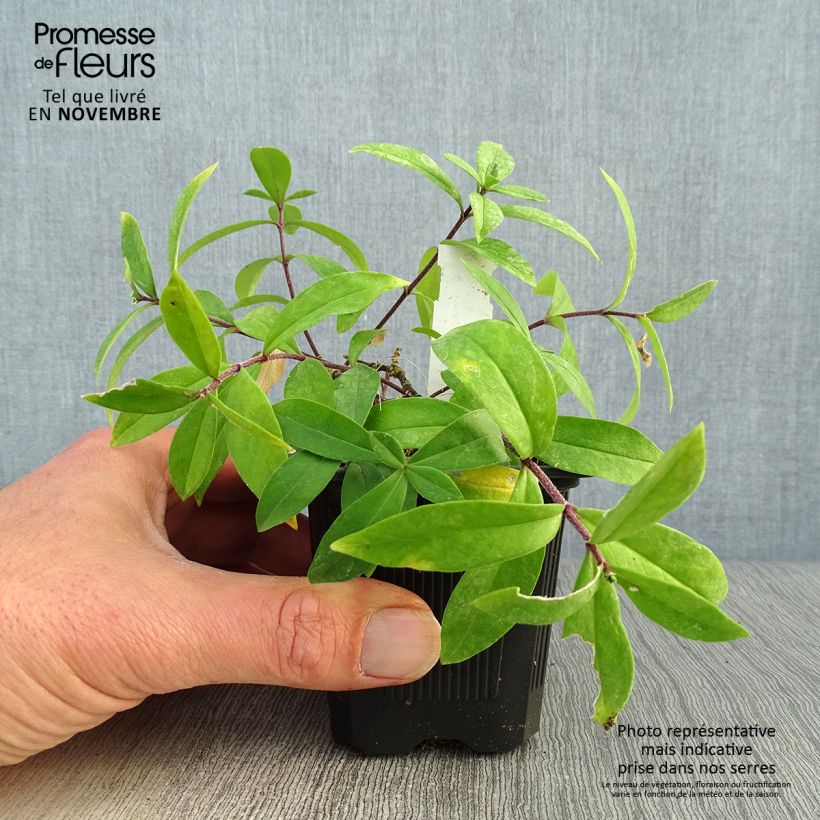 Phlox divaricata 'Clouds of Perfume' 8/9 cm pot sample as delivered in autumn