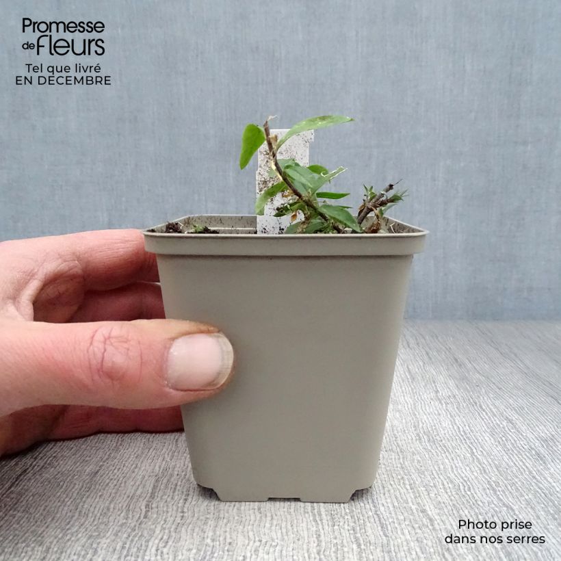 Phlox divaricata 'Clouds of Perfume' 8/9 cm pot sample as delivered in winter