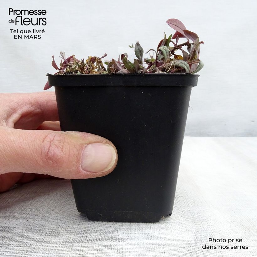 Phlox divaricata Dirigo Ice 8/9 cm pot sample as delivered in winter