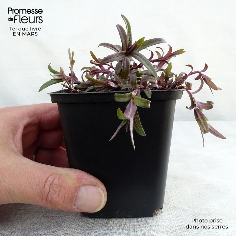 Phlox divaricata White Perfume 8/9 cm pot sample as delivered in spring