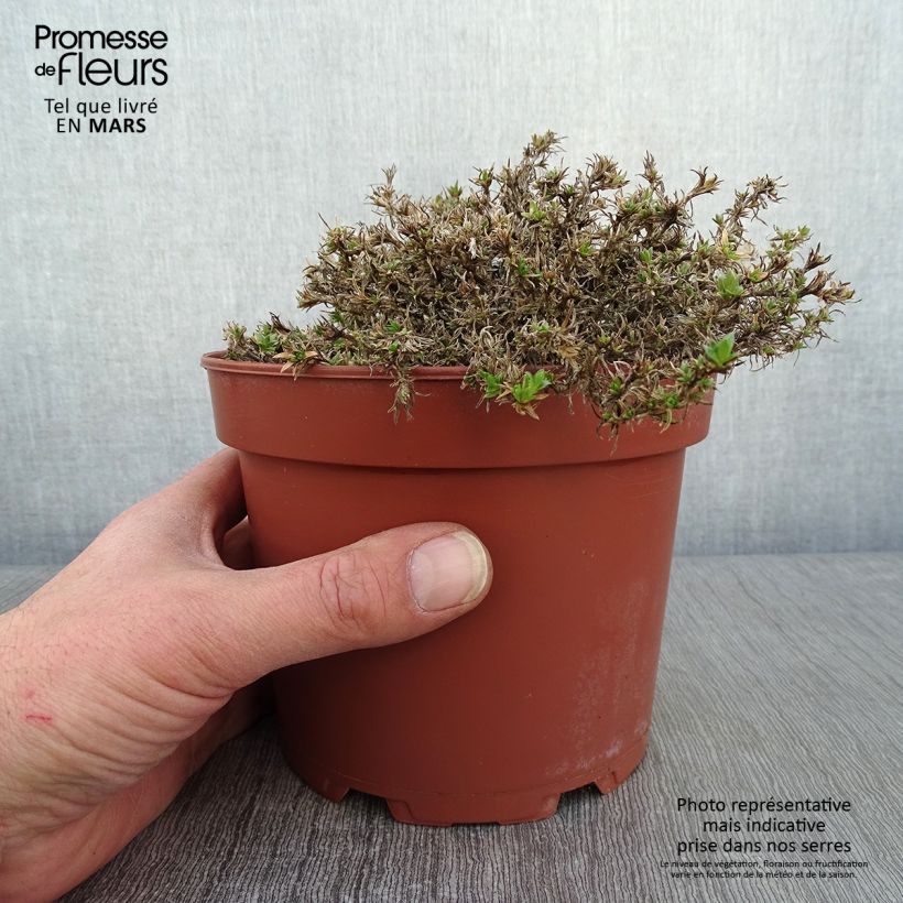 Phlox douglasii Lilac Cloud 2L/3L pot sample as delivered in winter