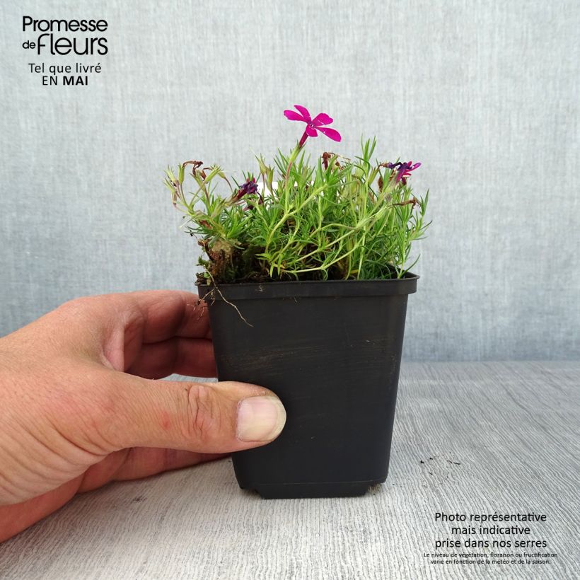 Phlox douglasii Ochsenblut 8/9 cm pot sample as delivered in spring