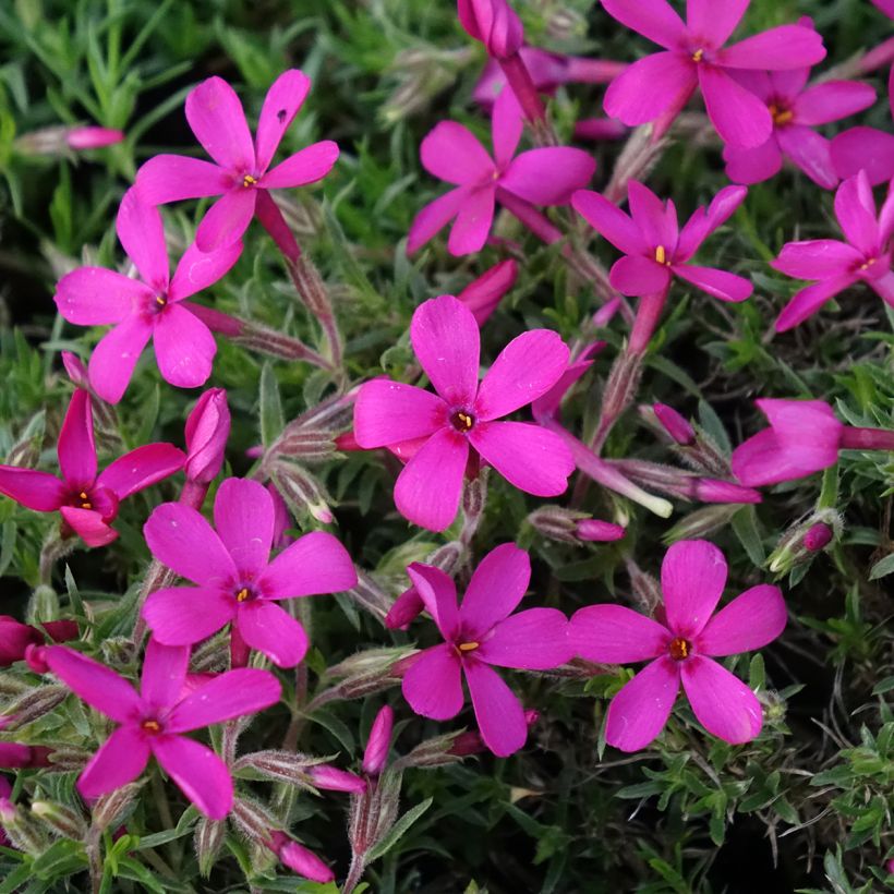 Phlox douglasii Ochsenblut (Flowering)