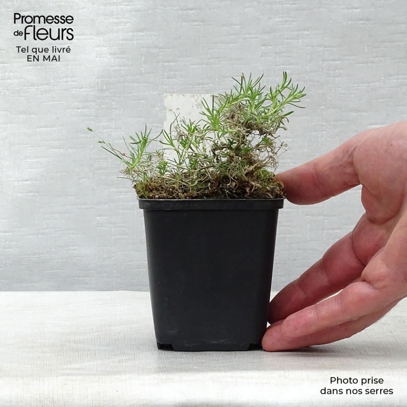 Phlox douglasii Waterloo 8/9 cm pot sample as delivered in spring