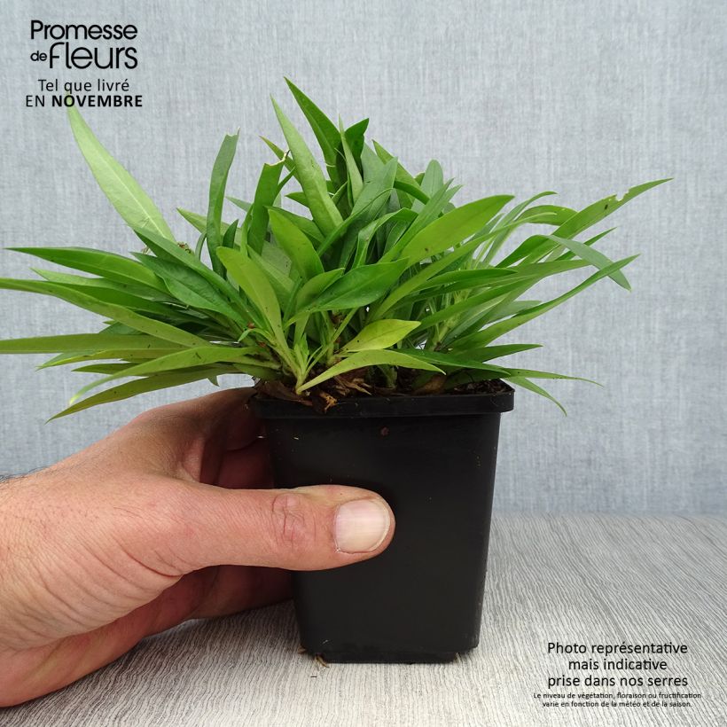 Phlox Forever Pink 8/9 cm pot sample as delivered in autumn