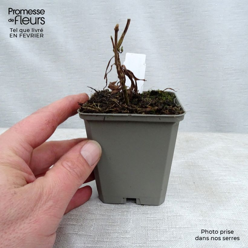 Phlox maculata Alpha 8/9 cm pot sample as delivered in winter