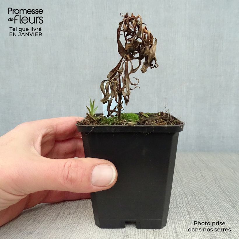 Phlox maculata Omega 8/9 cm pot sample as delivered in winter