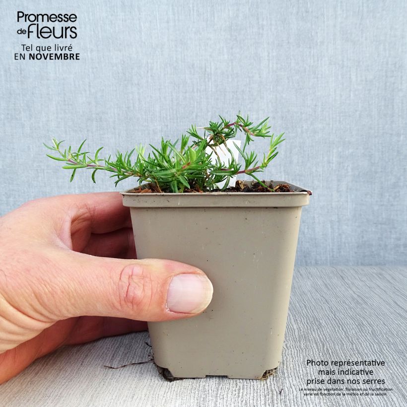 Phlox subulata Candy Stripes 8/9 cm pot sample as delivered in autumn