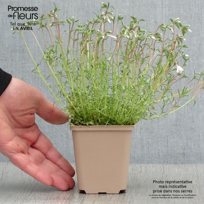 Phlox subulata Candy Stripes 8/9 cm pot sample as delivered in spring