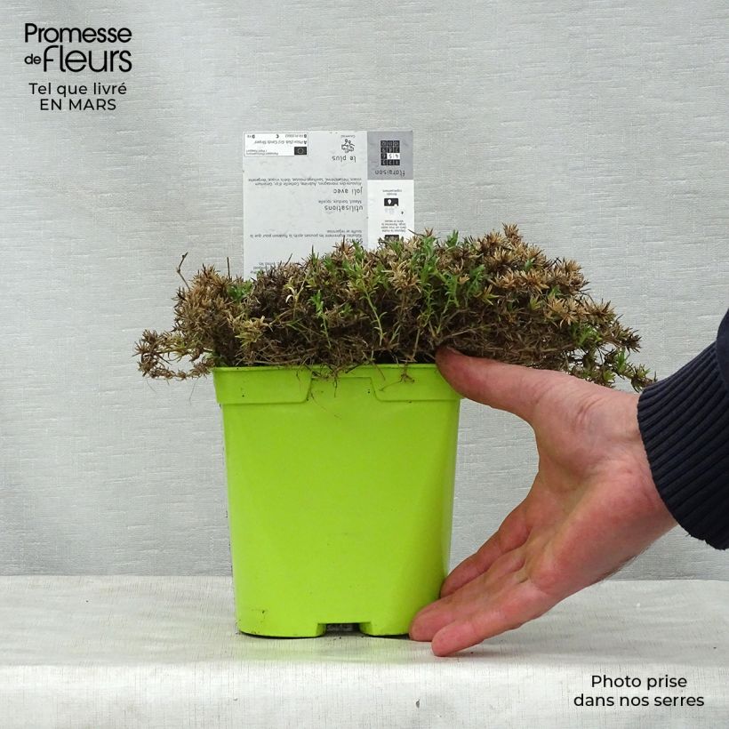 Phlox subulata Candy Stripes 1.5L/2L pot sample as delivered in spring