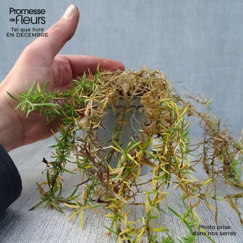 Phlox subulata Scarlet Flame 8/9 cm pot sample as delivered in winter