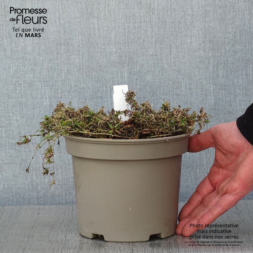 Phlox subulata Scarlet Flame 2L/3L pot sample as delivered in winter