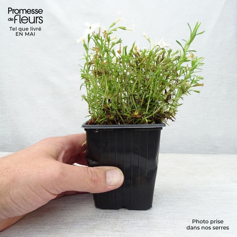 Phlox subulata White Delight 8/9 cm pot sample as delivered in spring