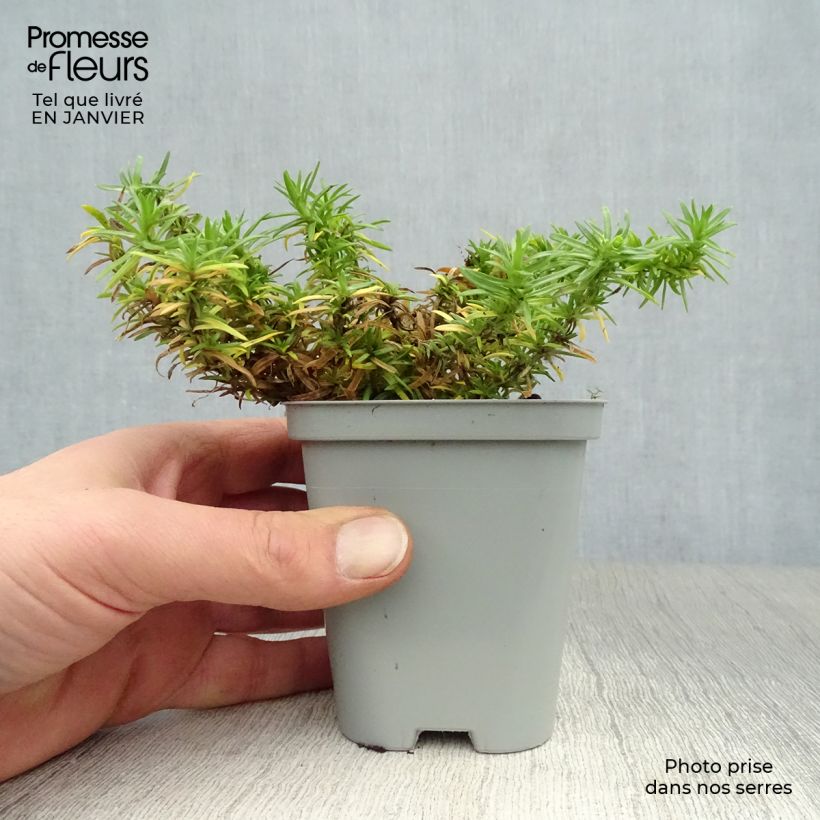 Phlox subulata White Delight 8/9 cm pot sample as delivered in winter