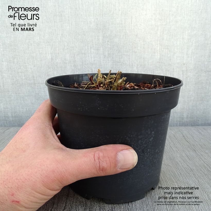 Phlox paniculata Amethyst 2L/3L pot sample as delivered in winter