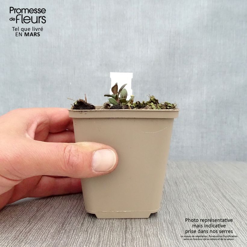 Phlox paniculata Blind Lion 8/9 cm pot sample as delivered in spring