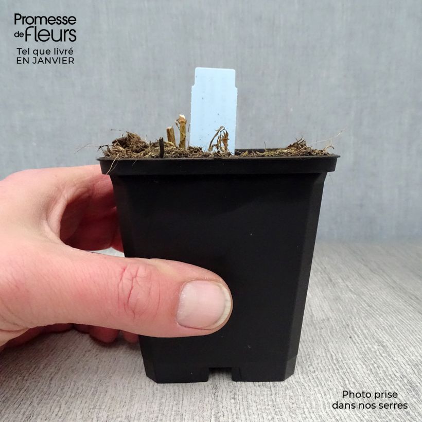 Phlox paniculata Blue Paradise 8/9 cm pot sample as delivered in winter