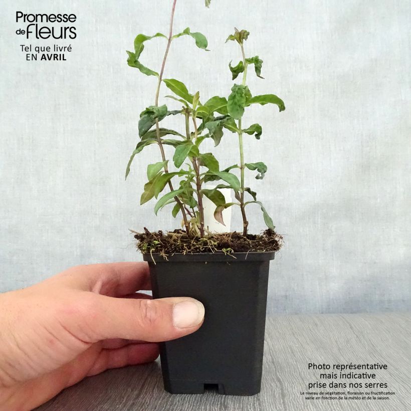 Phlox paniculata Blue Paradise 8/9 cm pot sample as delivered in spring