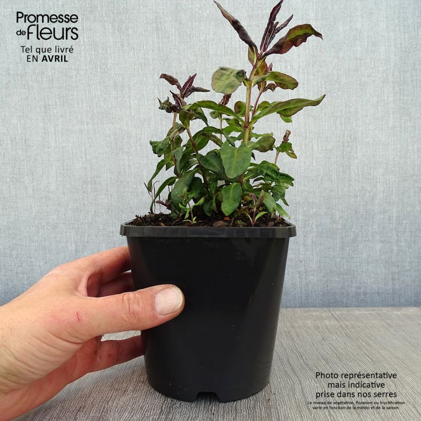 Phlox paniculata Blue Paradise 1.5L/2L pot sample as delivered in spring