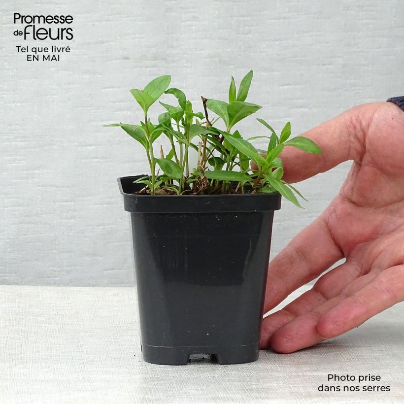 Phlox paniculata Bright Eyes 8/9 cm pot sample as delivered in spring