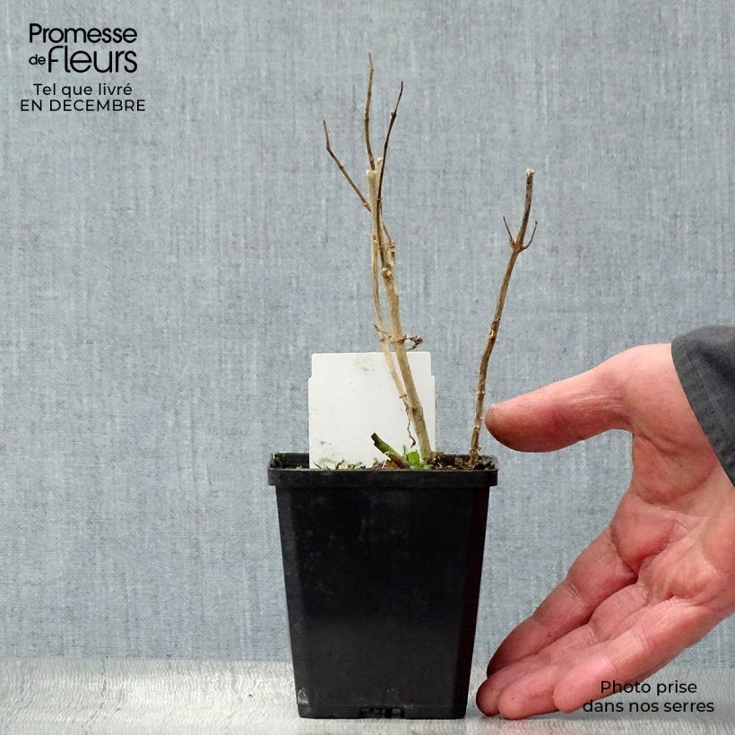 Phlox paniculata Bright Eyes 8/9 cm pot sample as delivered in winter