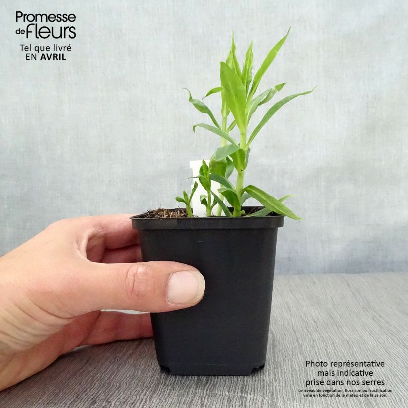 Phlox paniculata David 8/9 cm pot sample as delivered in spring