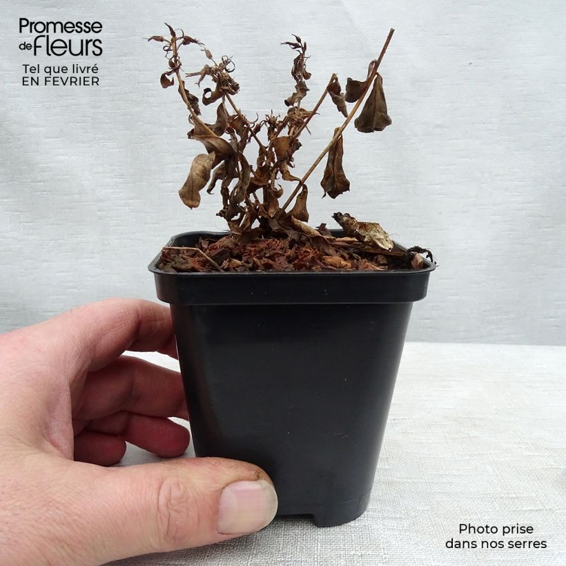 Phlox paniculata Europa 8/9 cm pot sample as delivered in winter