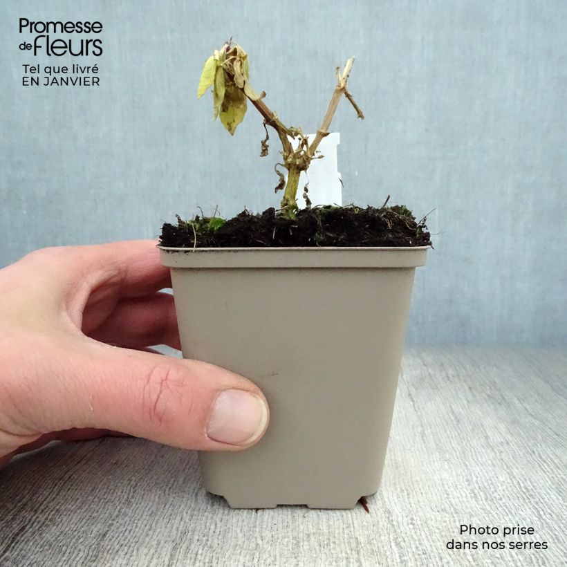 Phlox paniculata Eva Cullum 8/9 cm pot sample as delivered in winter