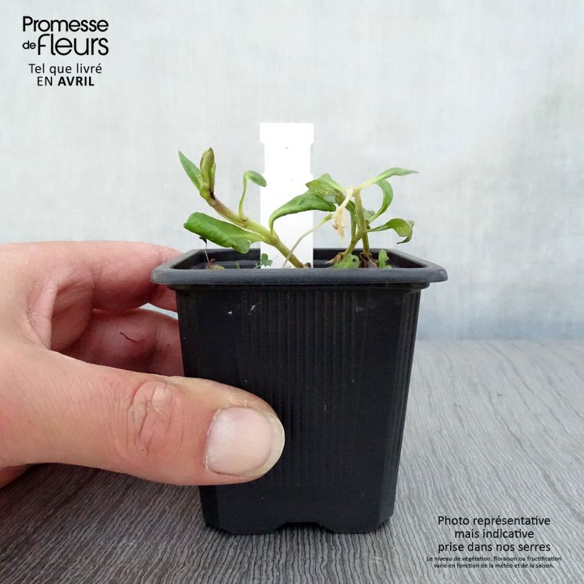 Phlox paniculata Graf Zeppelin 8/9 cm pot sample as delivered in spring