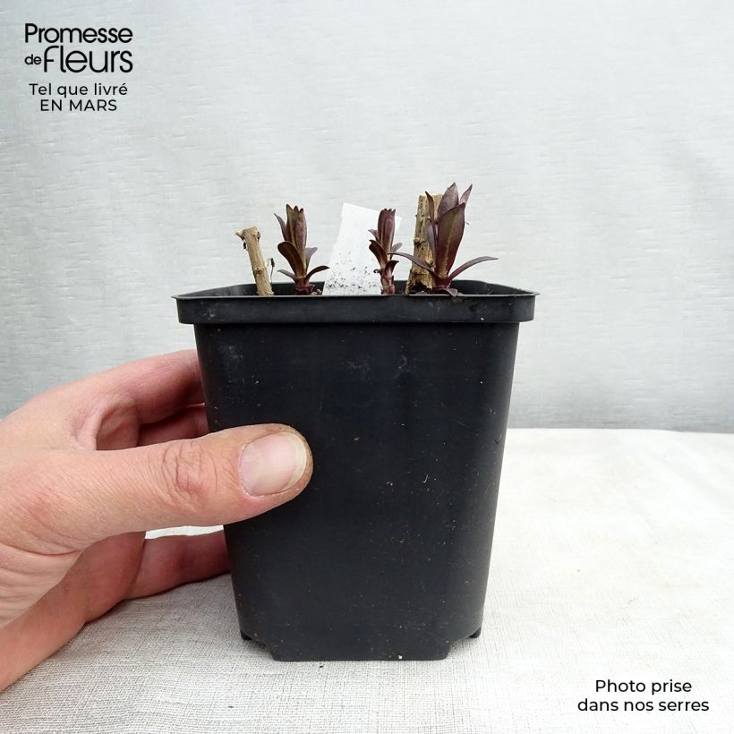 Phlox paniculata Hesperis 8/9 cm pot sample as delivered in winter