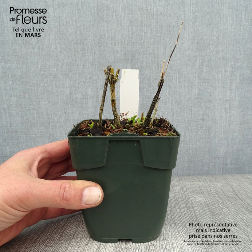 Phlox paniculata Jade 8/9 cm pot sample as delivered in winter