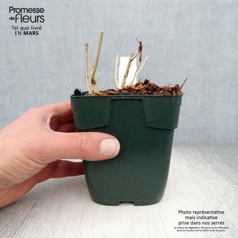 Phlox paniculata Jade 8/9 cm pot sample as delivered in spring