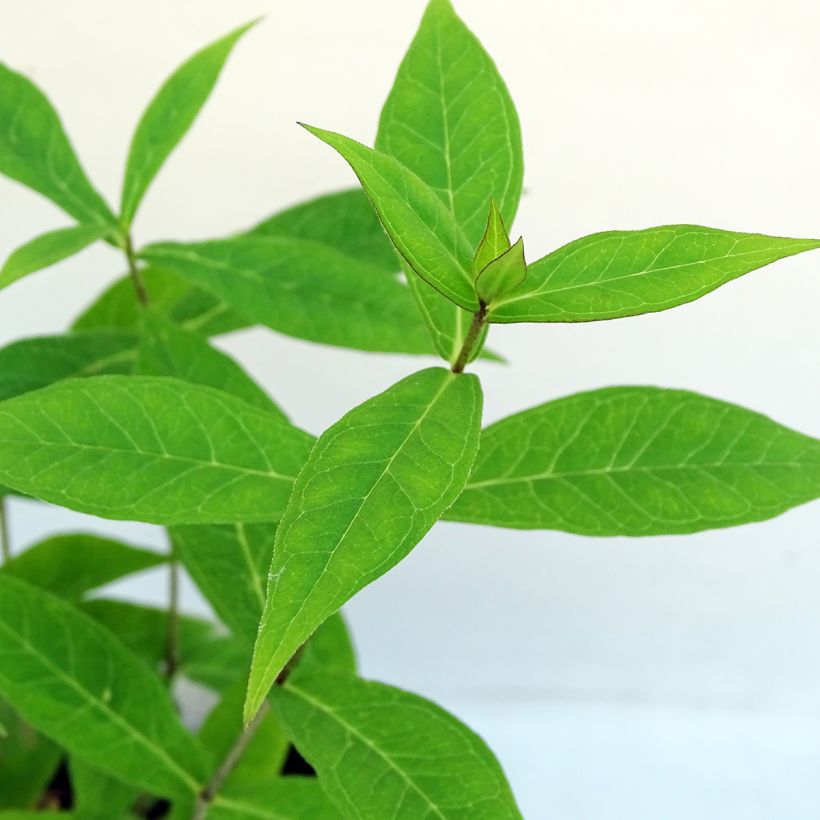 Phlox paniculata Jeana (Foliage)