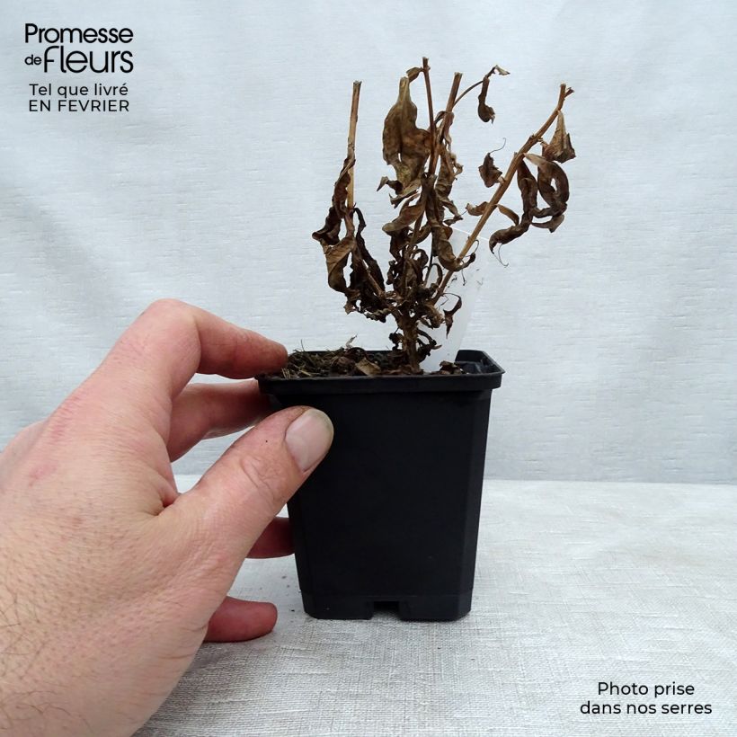 Phlox paniculata Jeana 8/9 cm pot sample as delivered in winter