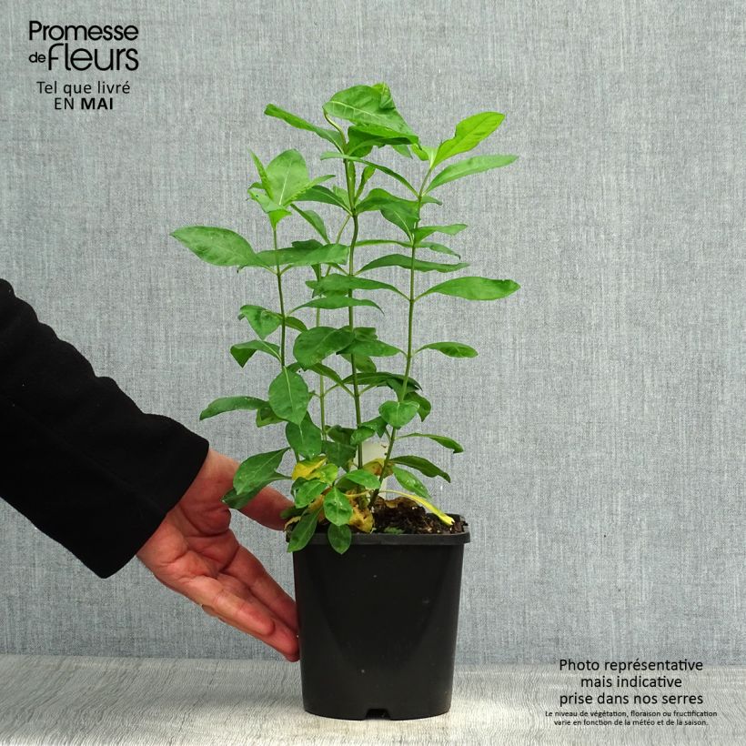 Phlox paniculata Laura 1.5L/2L pot sample as delivered in spring