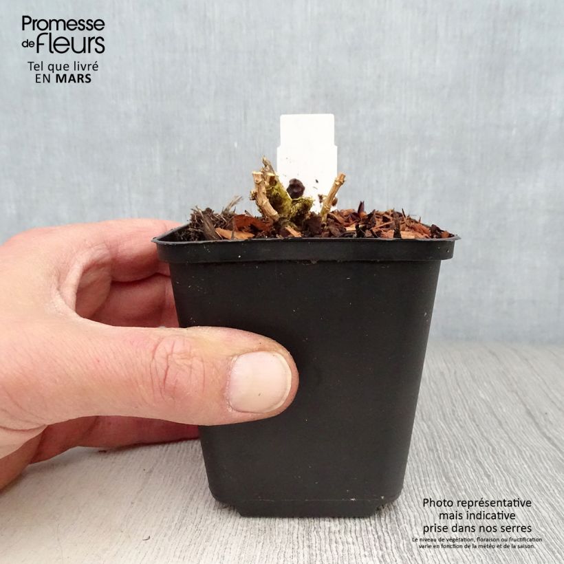 Phlox paniculata Lilac Times 8/9 cm pot sample as delivered in spring