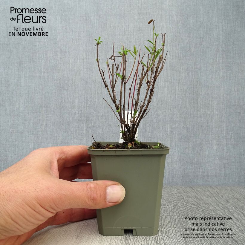 Phlox paniculata Monica Lynden Bell 8/9 cm pot sample as delivered in autumn