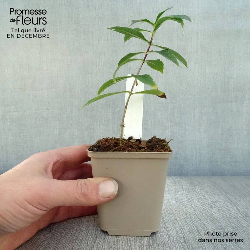 Phlox paniculata Monica Lynden Bell 8/9 cm pot sample as delivered in winter