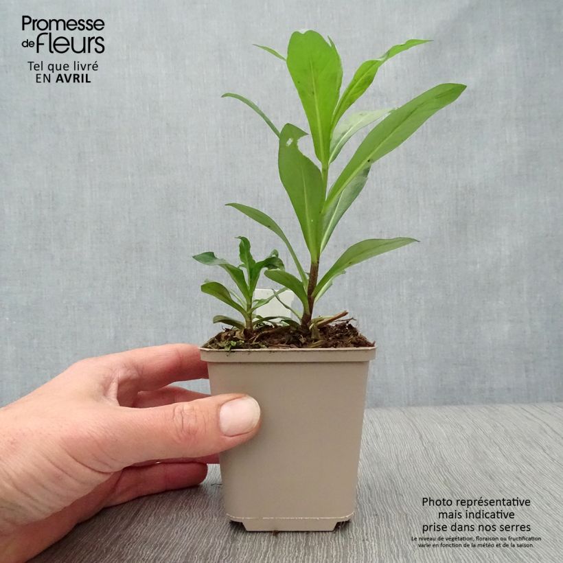 Phlox paniculata Monica Lynden Bell 8/9 cm pot sample as delivered in spring