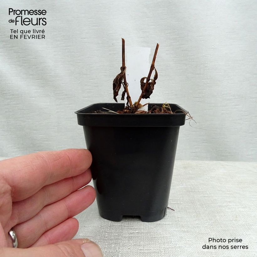 Phlox paniculata Orange Perfection 7/8 cm pot sample as delivered in winter