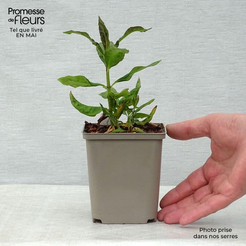 Phlox paniculata Orange Perfection 7/8 cm pot sample as delivered in spring