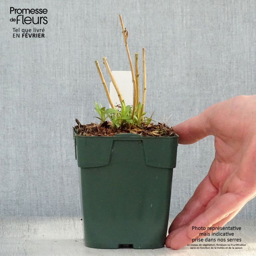 Phlox paniculata Peppermint Twist 8/9 cm pot sample as delivered in winter