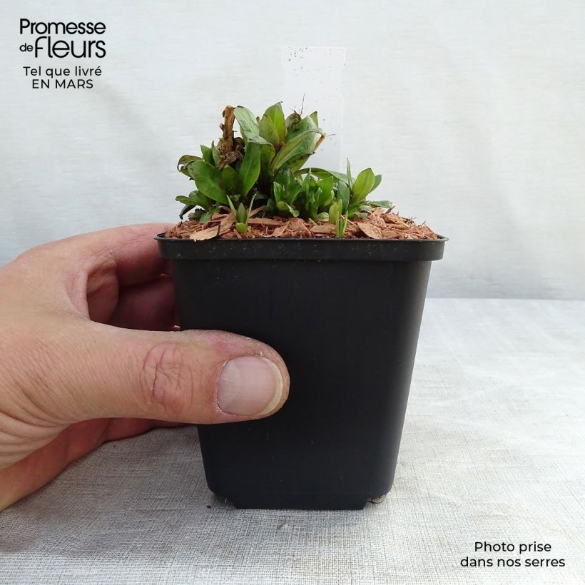 Phlox paniculata Purple Eye Flame 8/9 cm pot sample as delivered in spring