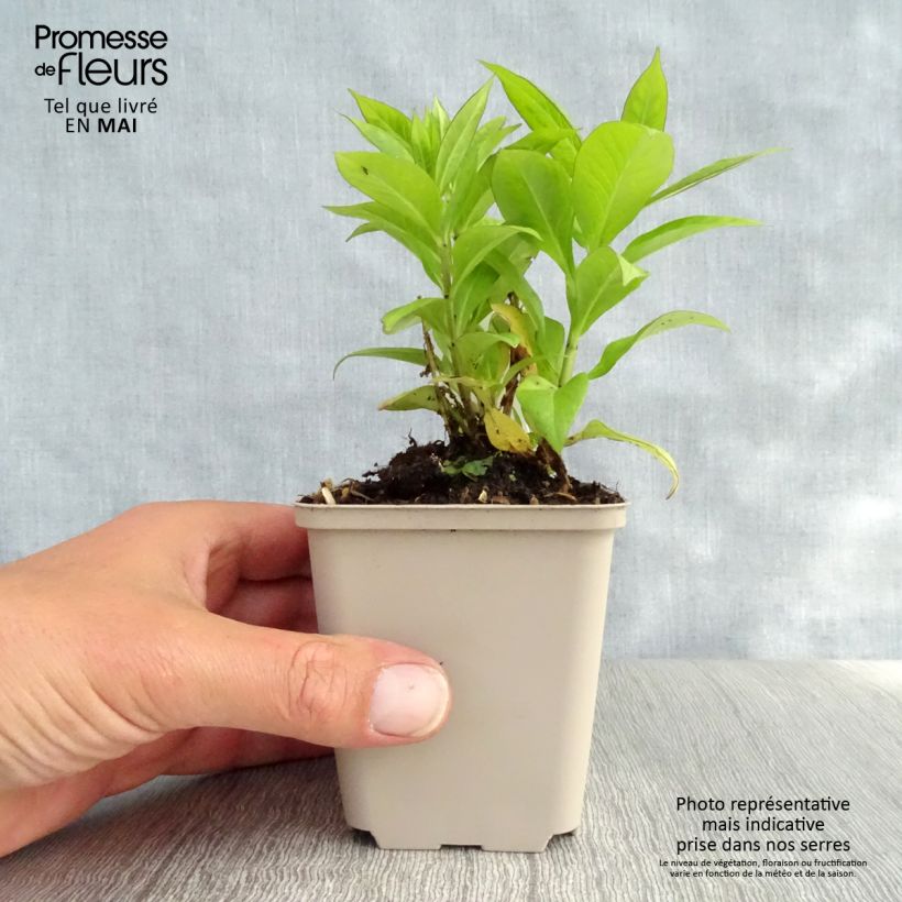 Phlox paniculata Purple Flame 8/9 cm pot sample as delivered in spring