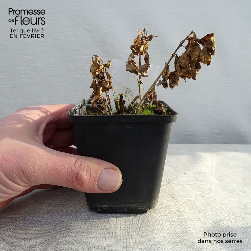 Phlox paniculata Red Flame 8/9 cm pot sample as delivered in winter