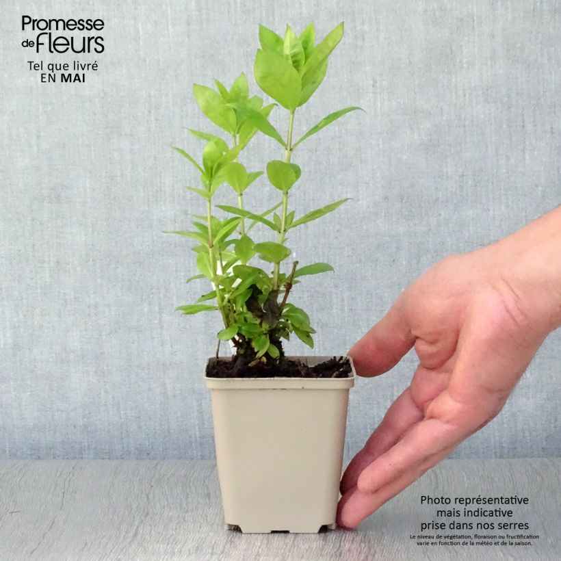 Phlox paniculata Red Flame 8/9 cm pot sample as delivered in spring